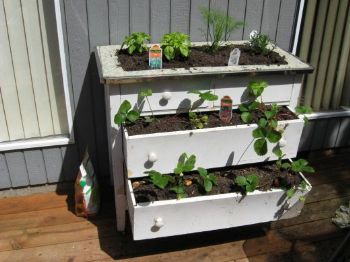 You Can Grow Strawberries In An Old Dresser Recycle That Old Chest
