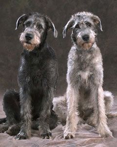 Schnauzer Or Wolfhound Puppy Pics Not Weight Loss Related Schnauzer Or Wolfhound Puppy Pics Not Weight Loss Related