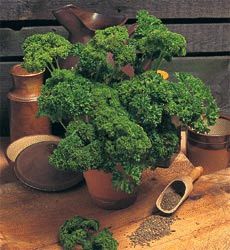 Parsley Pesto