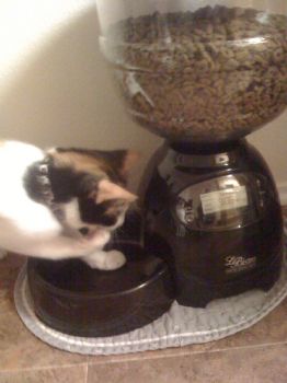My Cat Has The Spark