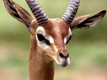 cute gazelle