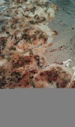 Creamy Parmesan Broiled Tilapia