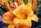 Mother's Day
