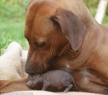 Baby Sausage Dog