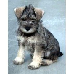 Schnauzer Or Wolfhound Puppy Pics Not Weight Loss Related Schnauzer Or Wolfhound Puppy Pics Not Weight Loss Related